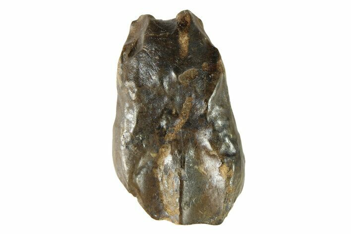 Dinosaur (Triceratops) Shed Tooth - Wyoming #284126